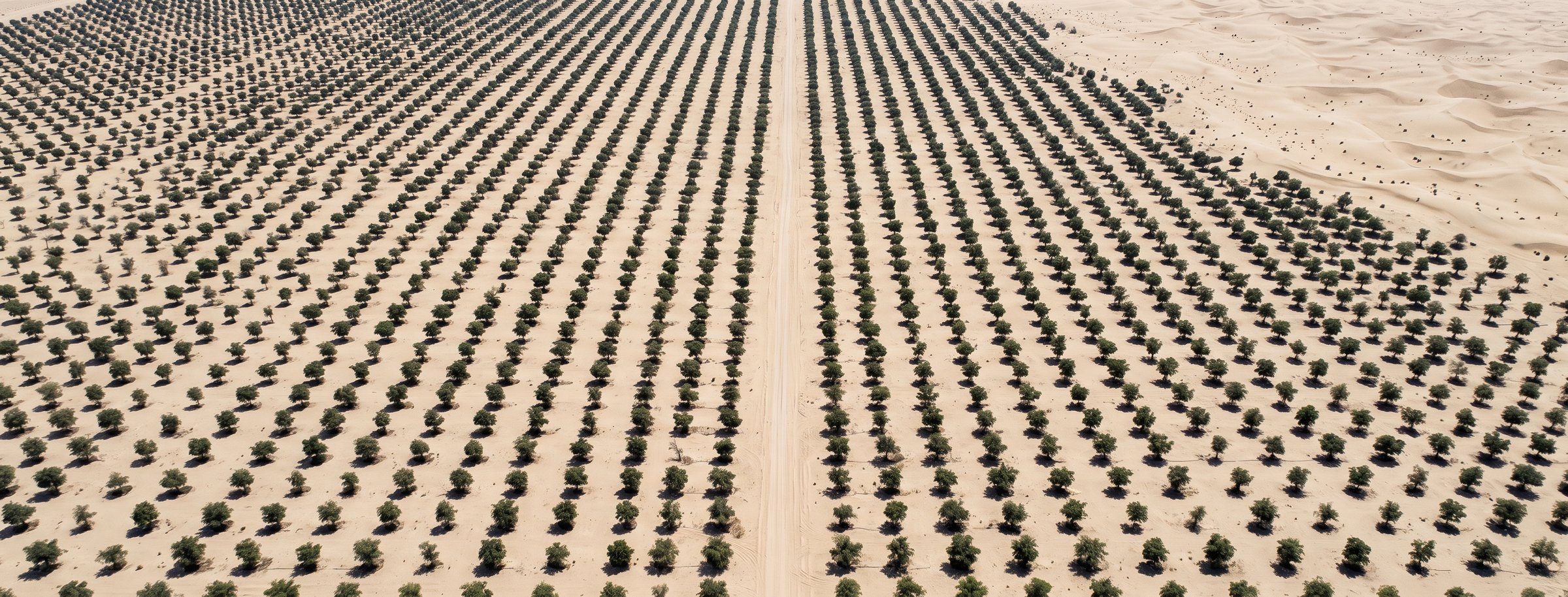 Aerial view of a planted desert forest grid in Abu Dhabi